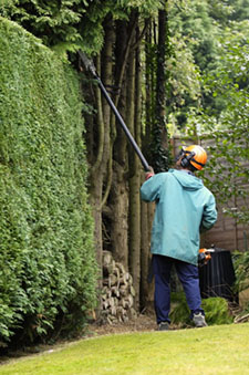 hedge trimming